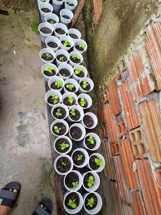 Muda de pimenta de cheiro  - Foto 3