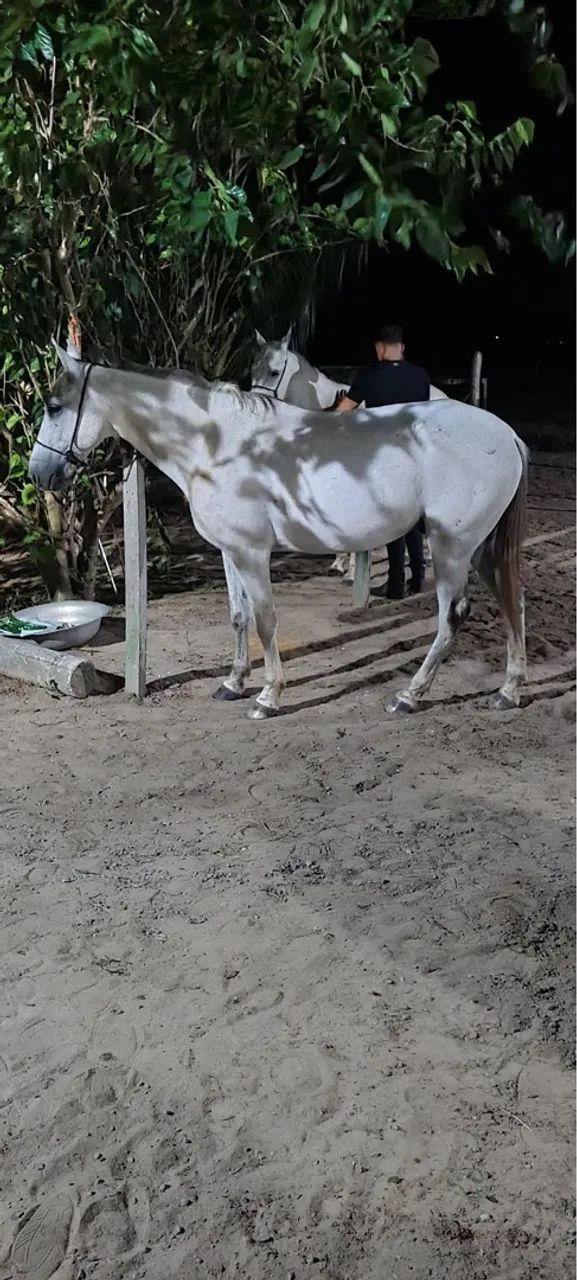 Cavalo Marcha picada  - Foto 2