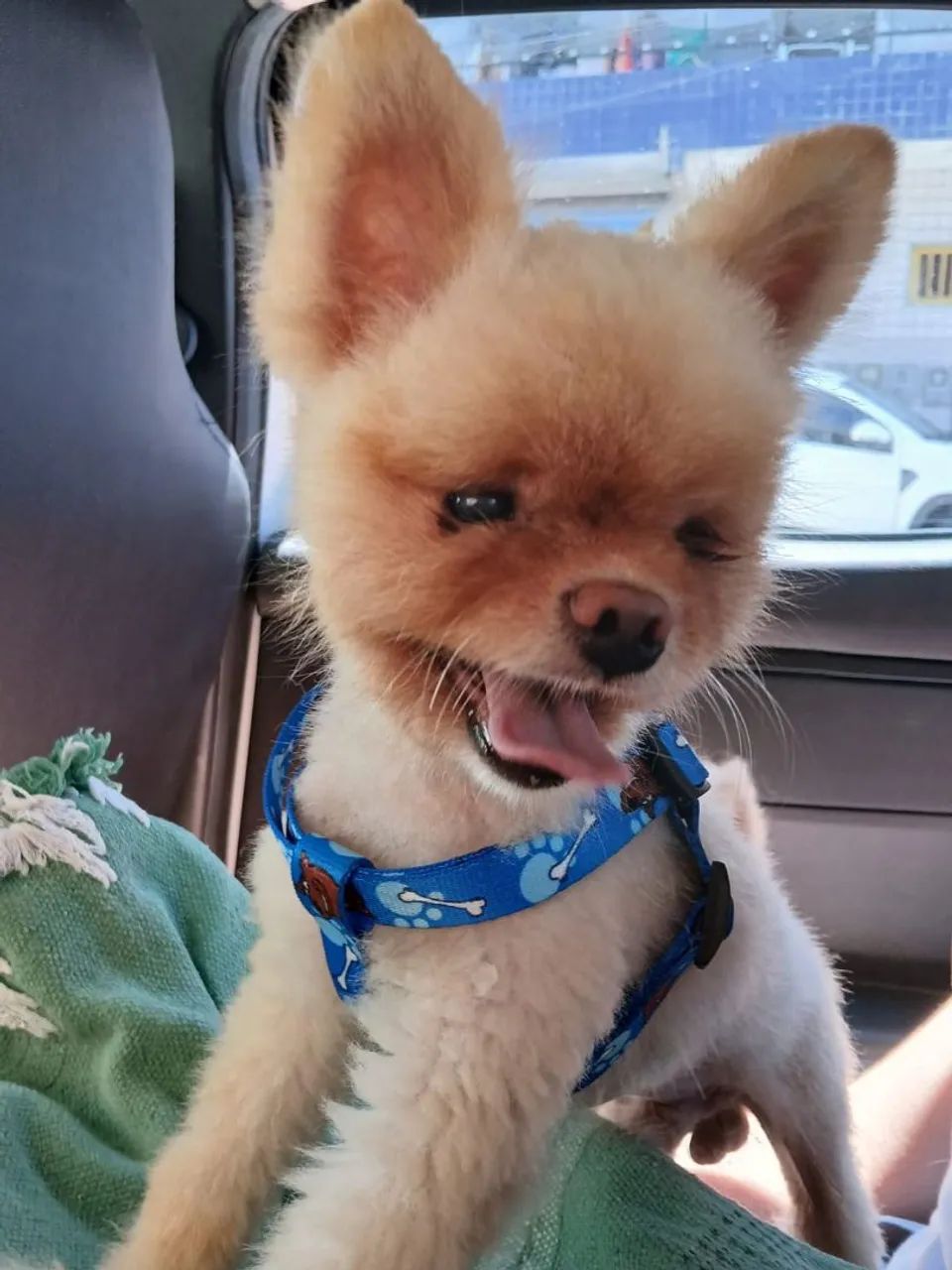 Spitz alemão anão, para namorar 