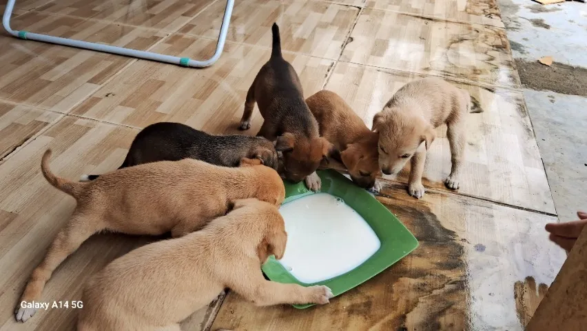 Doação de cães filhotes