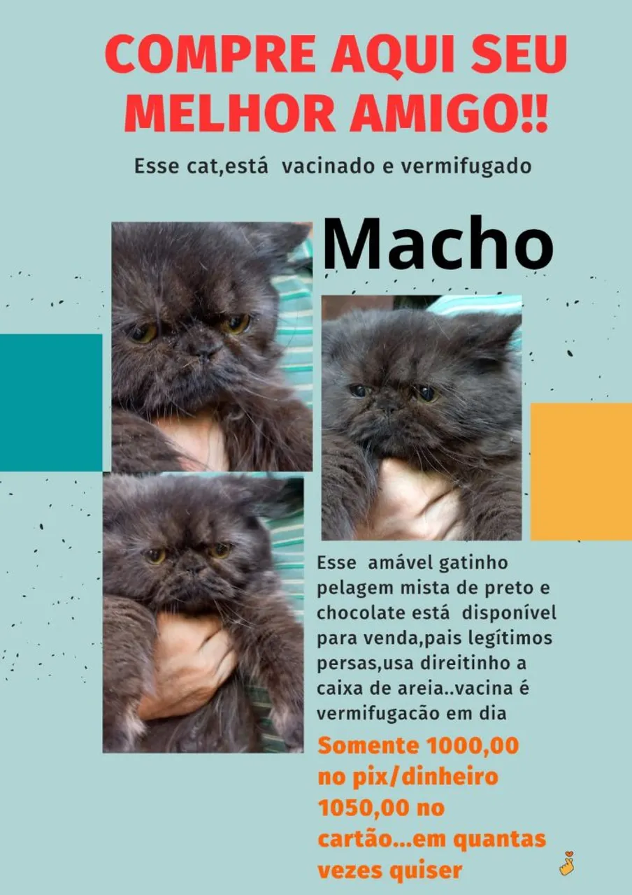 Gatinho Persa Macho - Pelagem Preta e Chocolate