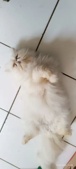 GATO Persa Branco  MACHO - Foto 3