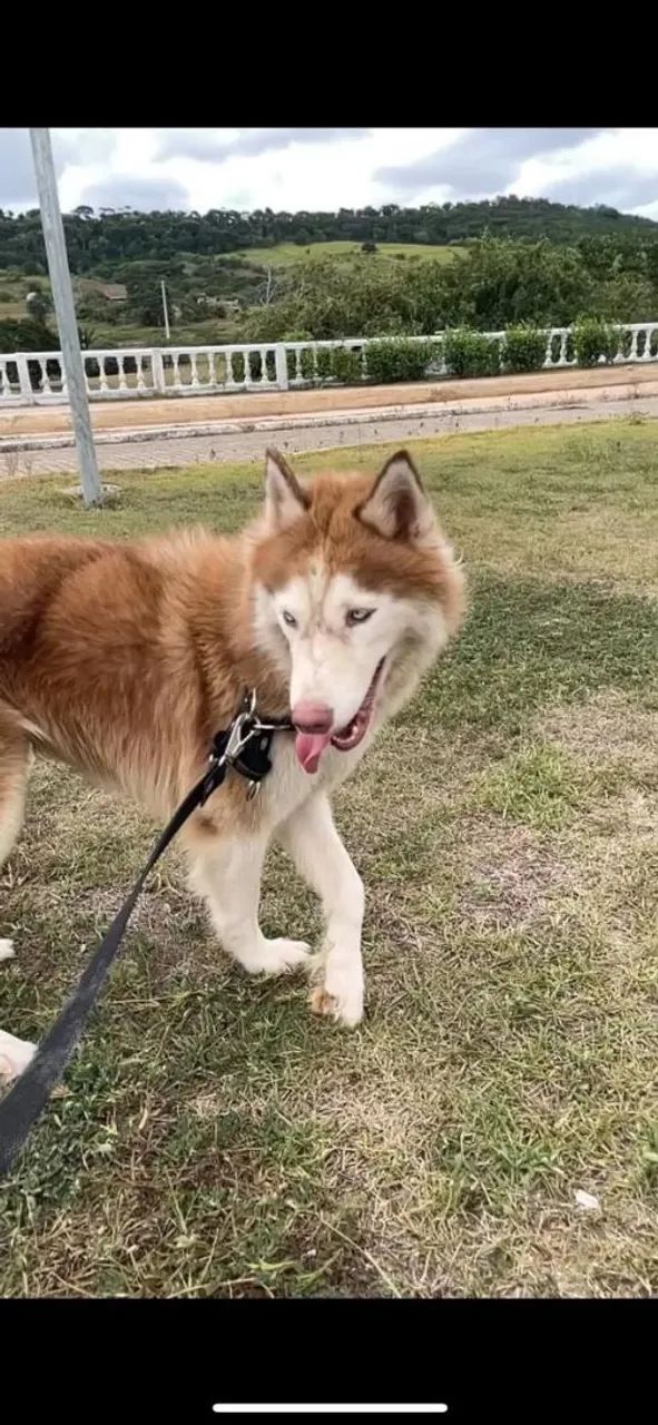 Husky Siberiano Fêmea