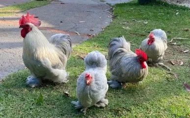AVES ORNAMENTAIS / MINI VACA / MINI TOURO