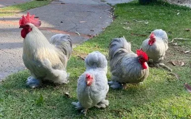 AVES ORNAMENTAIS / MINI VACA / MINI TOURO