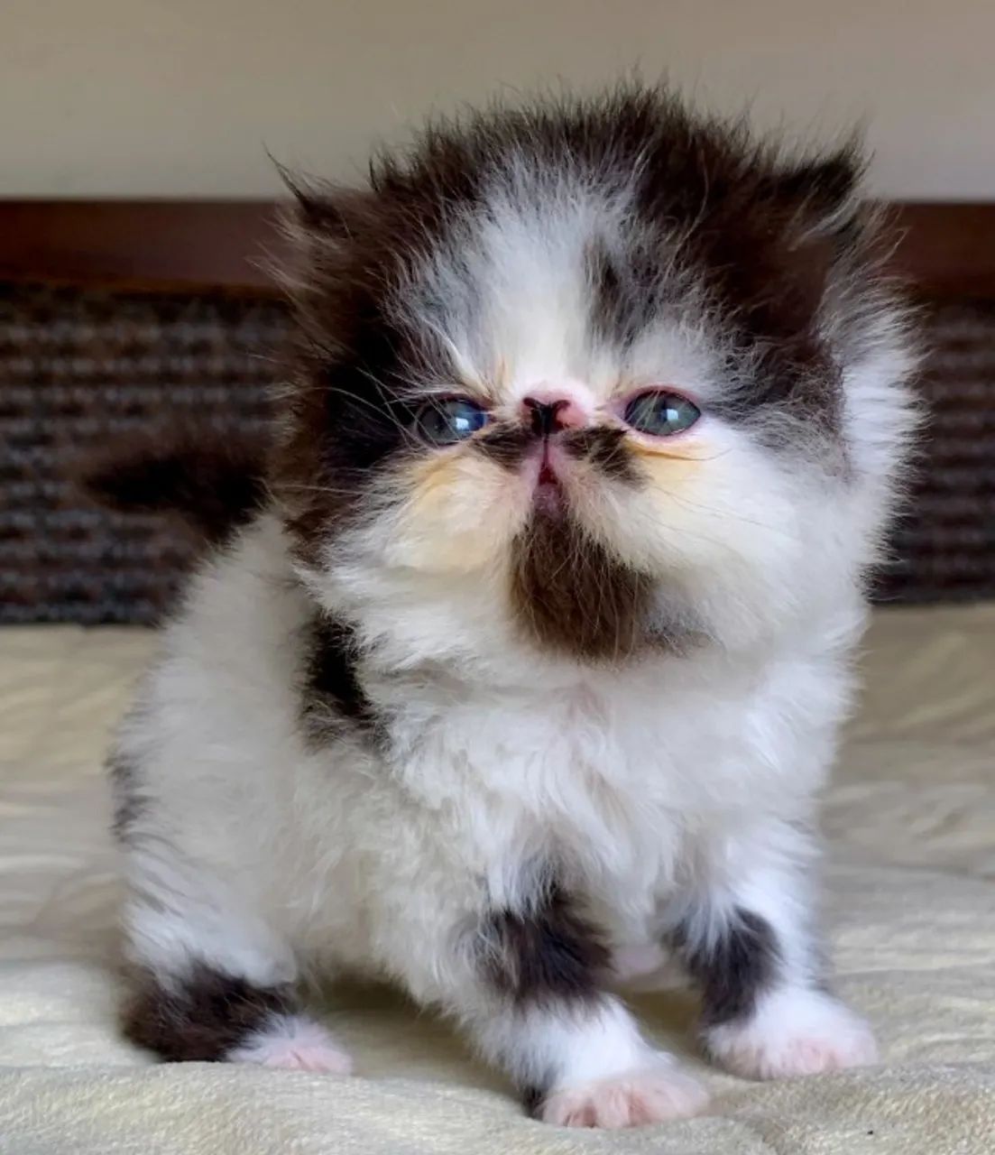 Show De Gata Persa filhote Feméa bicolor pelo longo extremada,C/37 Dia P/Reserva Linda