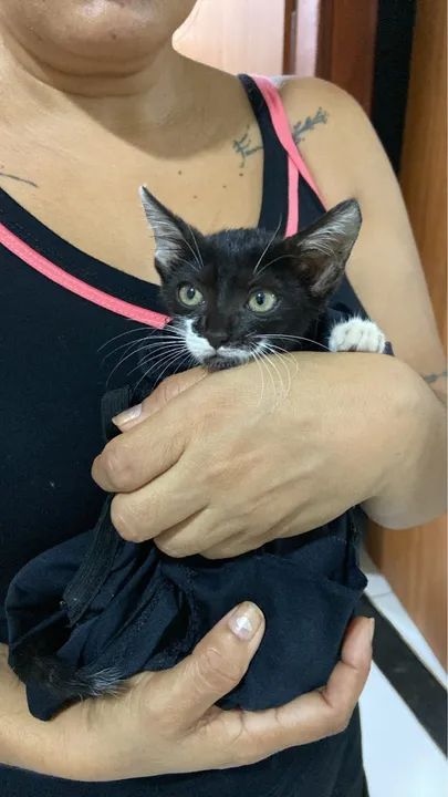 Gata fêmea filhote para doação (castração garantida)  - Foto 5