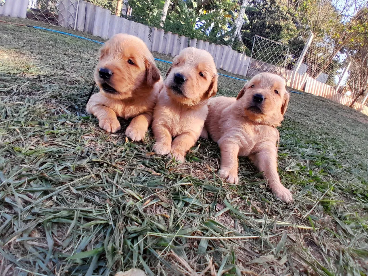 Golden Retriever - Lindos e Saudáveis, com pedigree