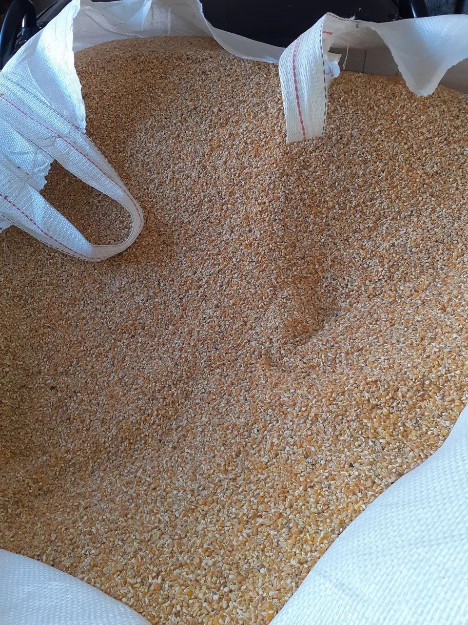 Milho Moído para Alimentação Animal - Qualidade Superior - Foto 2