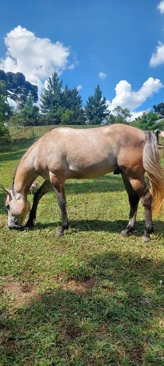EXCELENTE POTRO QUARTO DE MILHA GARANHÃO.