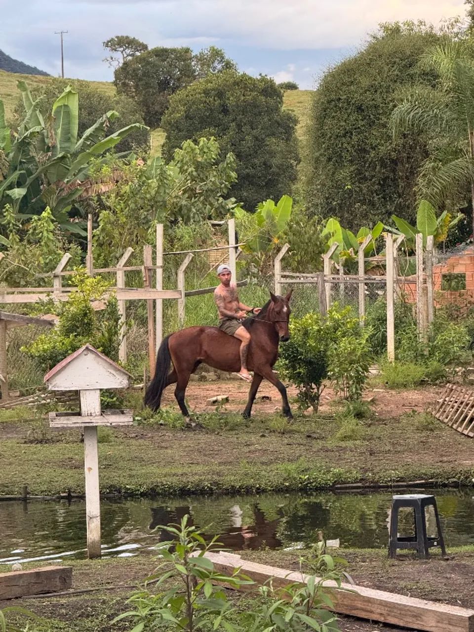 Égua mangalarga de pista (com premiação)  - Foto 5