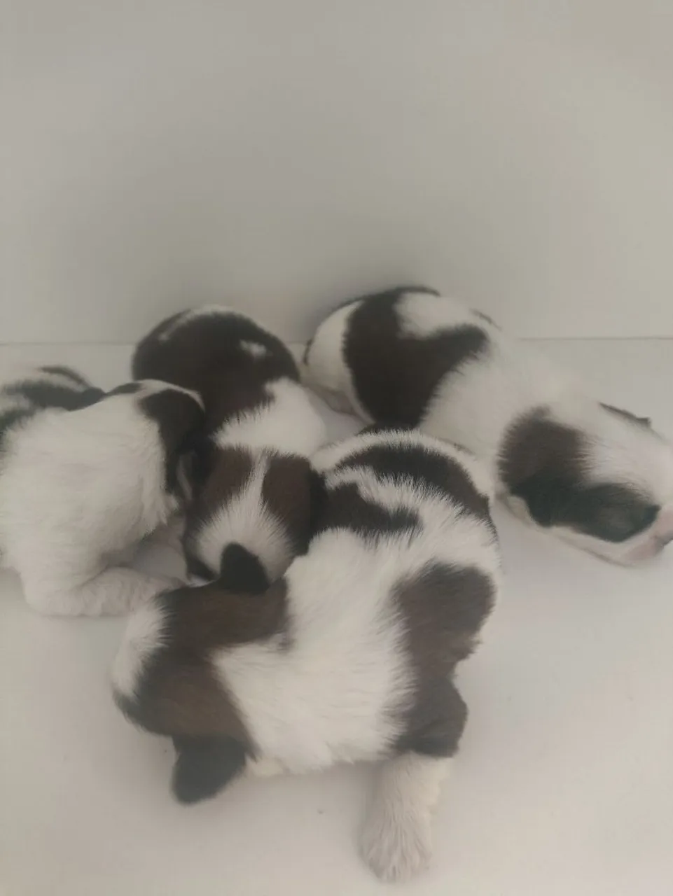 Filhotes Shih Tzu contato *24 somente zap