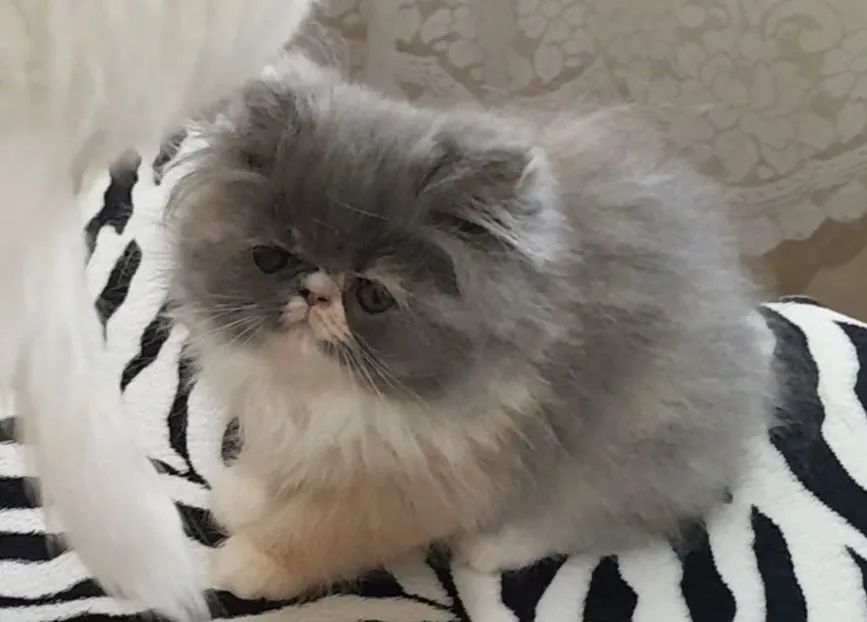 GATINHA PERSA TRICOLOR - Foto 3