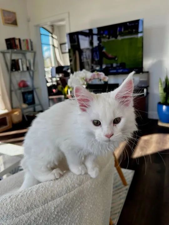Maine Coon Filhotes Fofos na Cor Branco - Foto 2