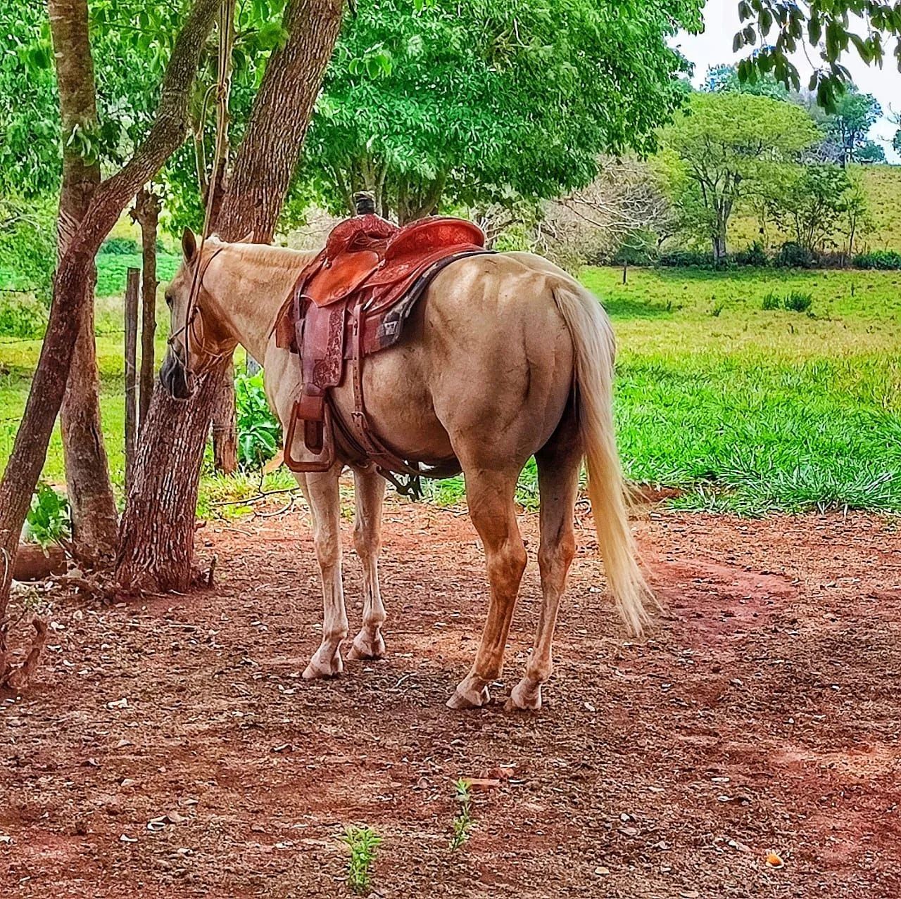 Égua parida - Foto 6