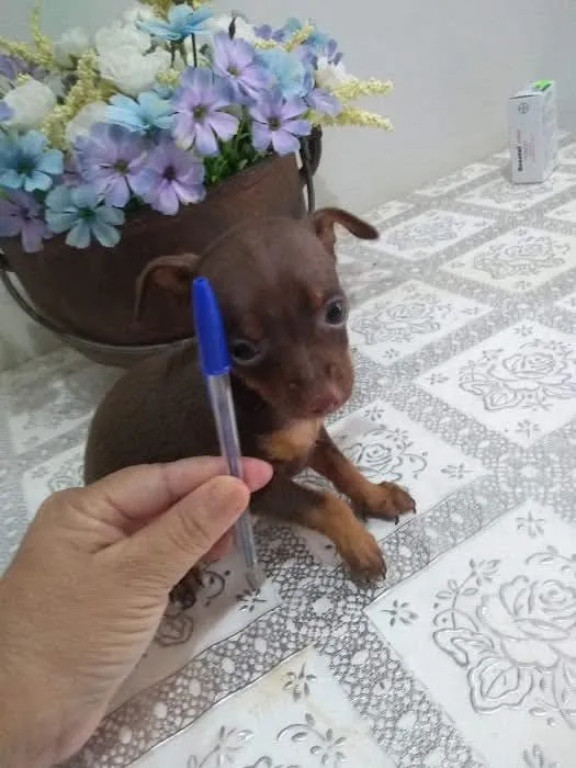 Filhote de Pinscher Fêmea número 1
