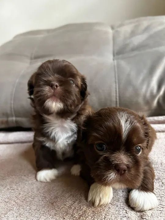  filhotes Shih Tzu - Foto 5