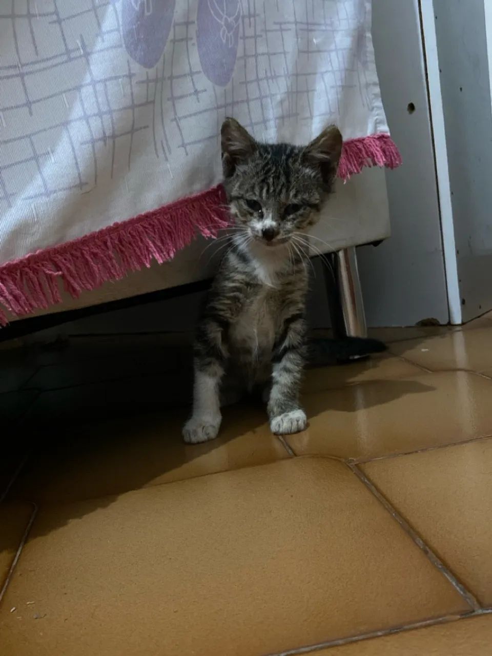 Gatinho filhote para adoção  - Foto 2