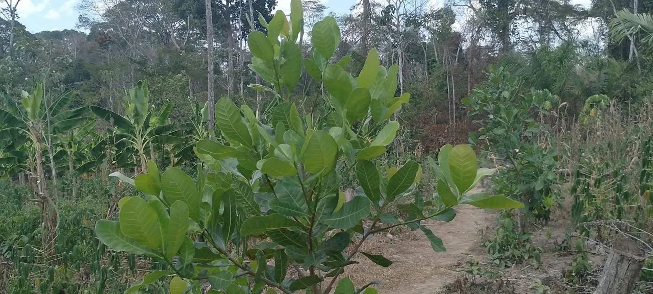 Troco chácara - Foto 4