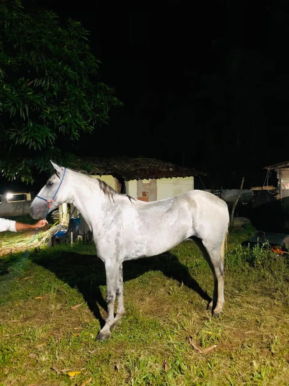 Vendo cavalo mangalarga sem registro 