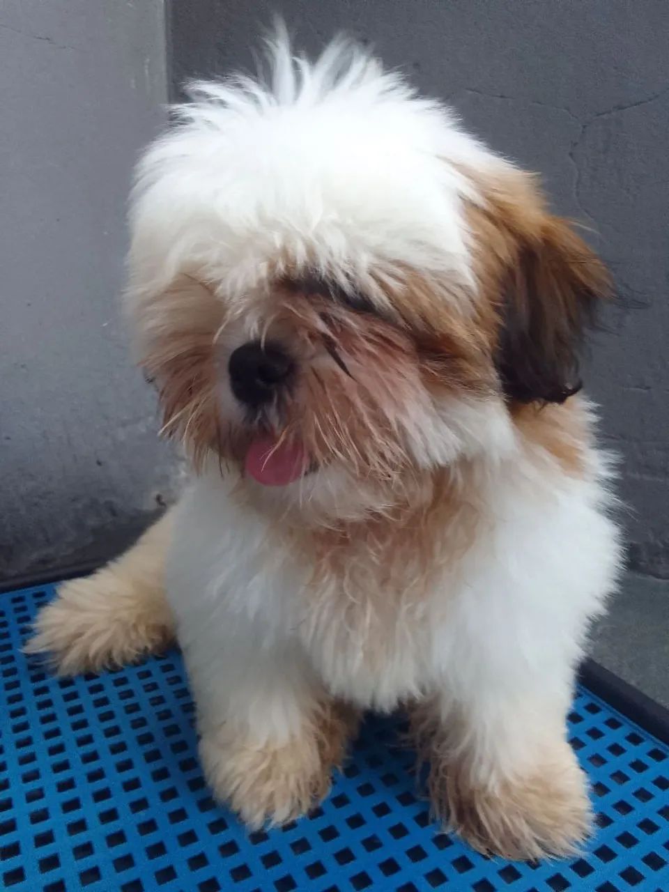 Shihtzu Macho 
