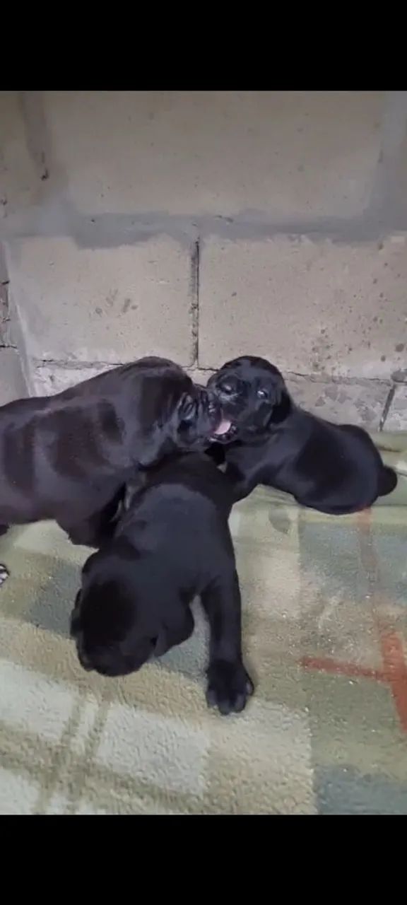 Cane Corso Italiano 