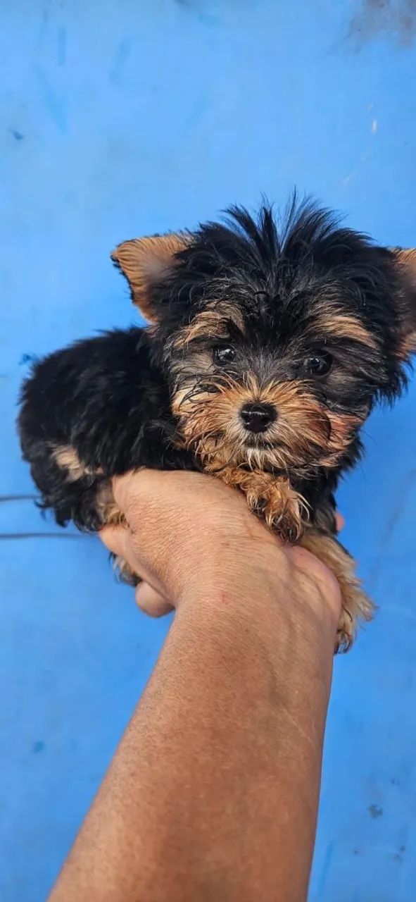 York shire machinho mini com 60 dias 