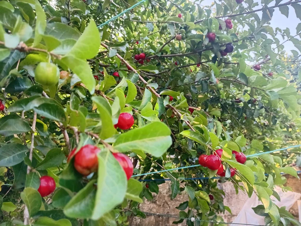 Mudas de Acerola ? - Foto 3