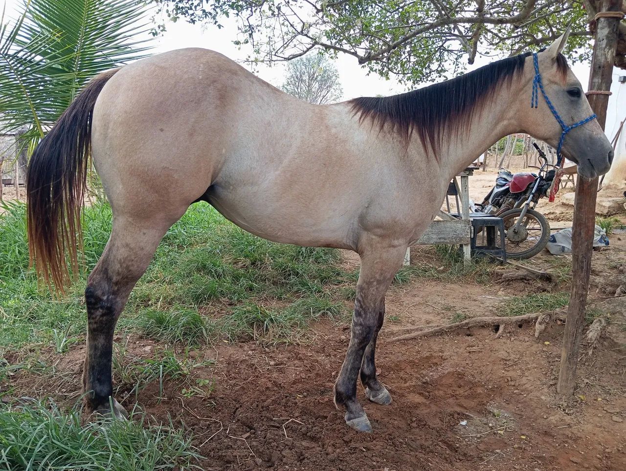 Potro Quarto de Milha 