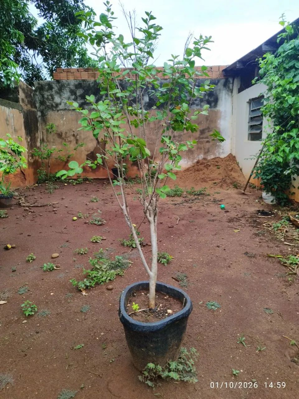 Reseda com vaso  - Foto 3
