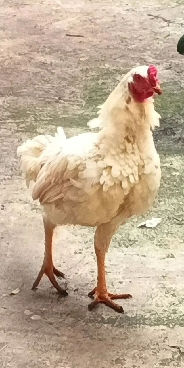 FRANGO ÍNDIO G - Foto 2