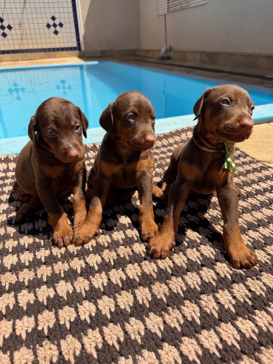 Dobermans disponíveis  - Foto 5