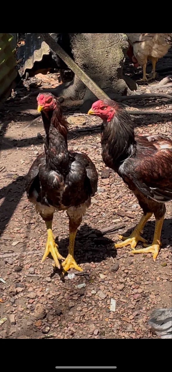 Frango - Foto 2