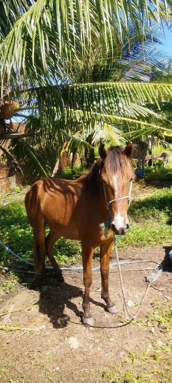 Cavalo  - Foto 5