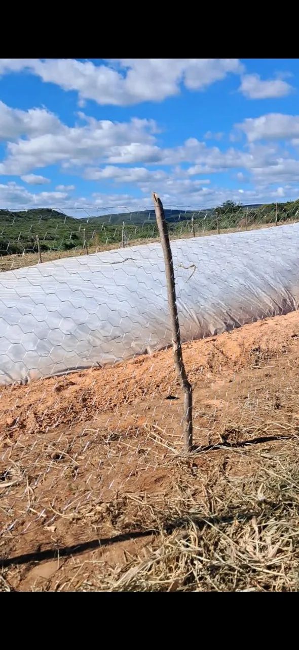 Silaje de milho de alta qualidade com todas as espigas - Foto 3