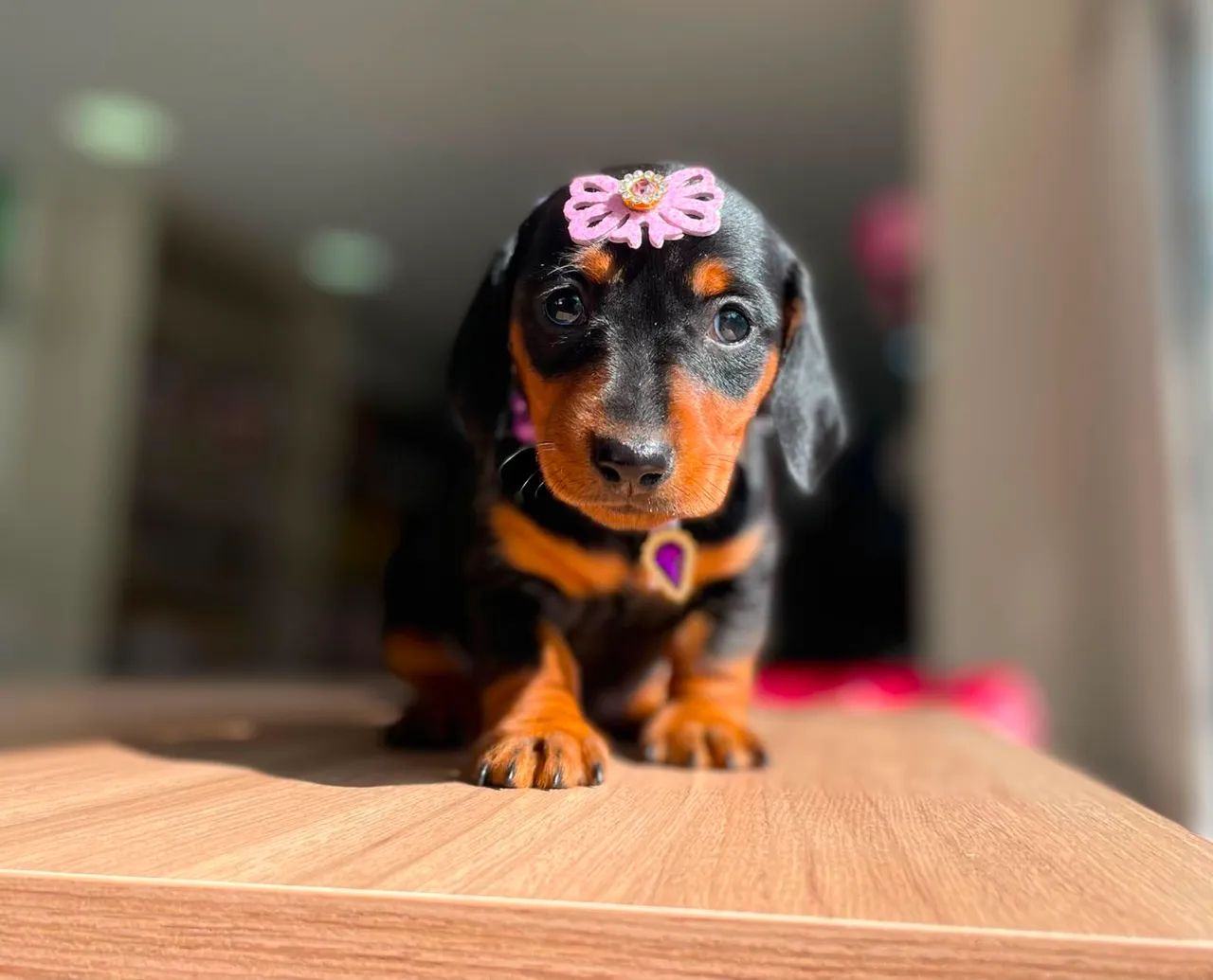 Dachshund salsicha 