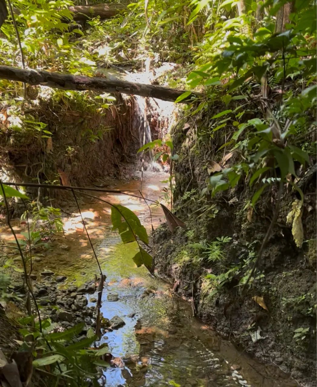 Vendo Chácara de 1 hectare com 3 nascentes próxima ao Clube do Magnata - Foto 3