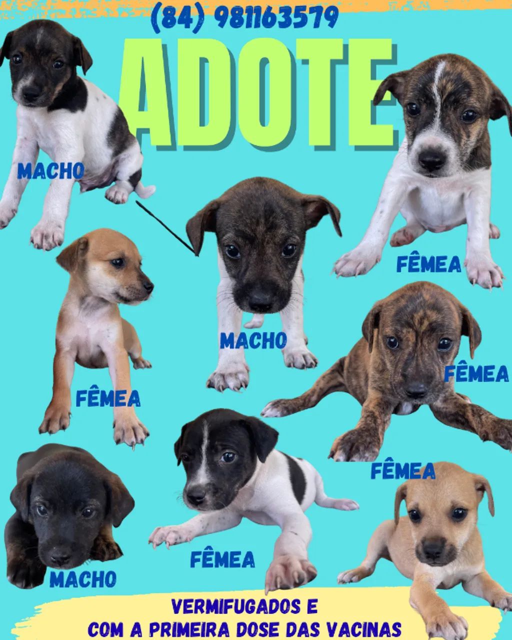 Adoção vira lata puro