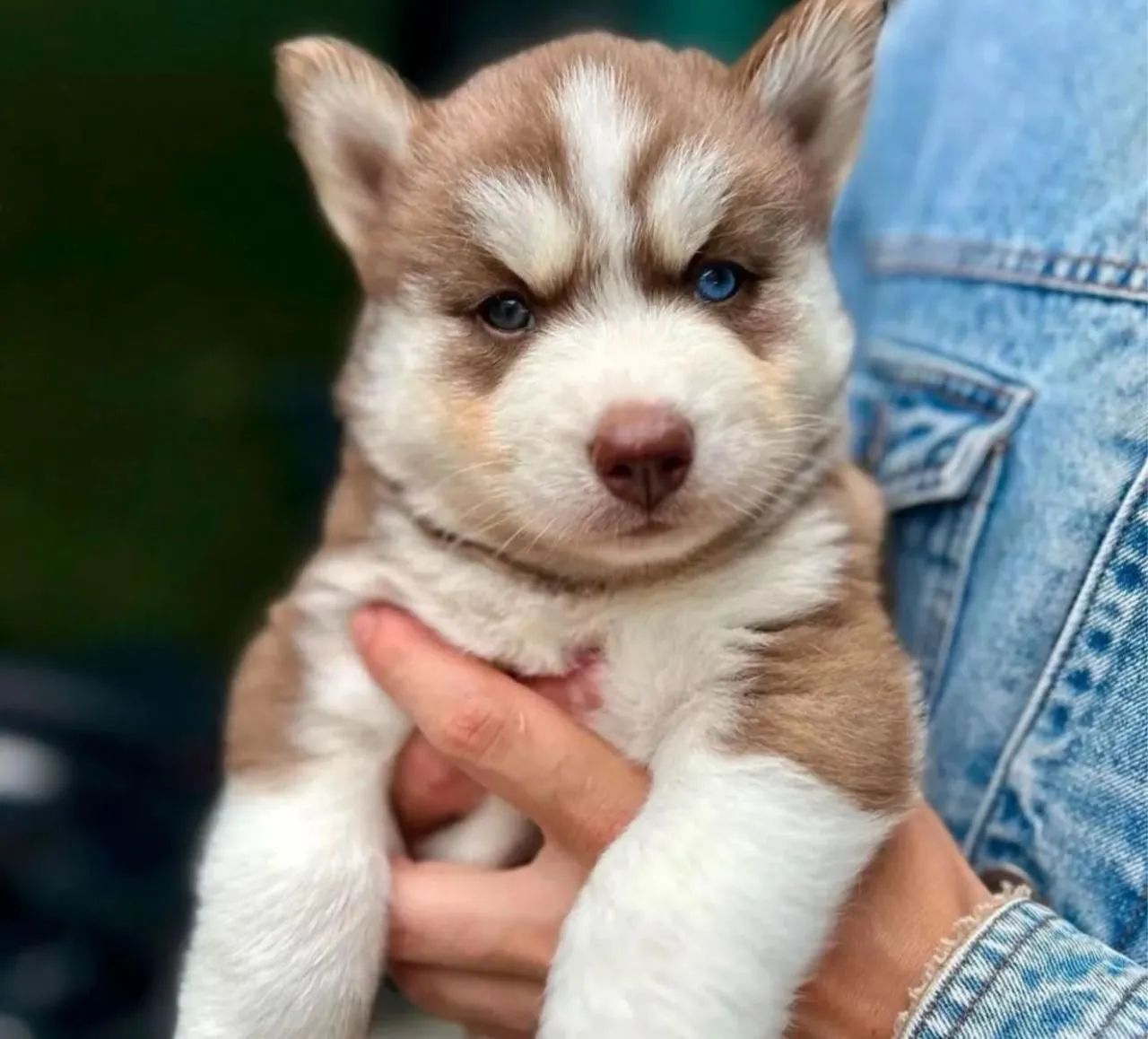 Husky siberiano  - Foto 3