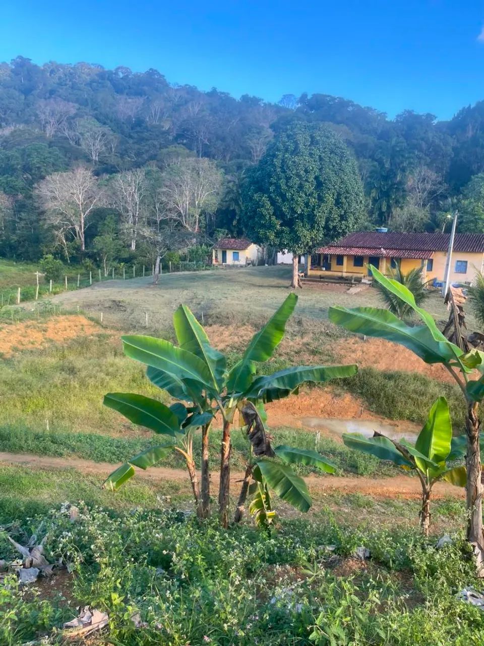 Fazenda de cacau 200 hectares  - Foto 4