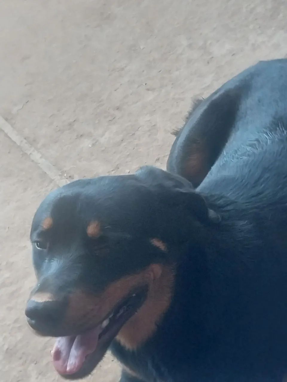 Rottweiler 9meses - Foto 3