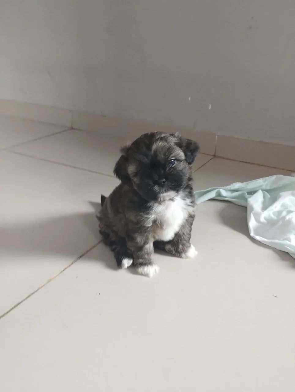 Pequeno Shitzu  - Foto 3