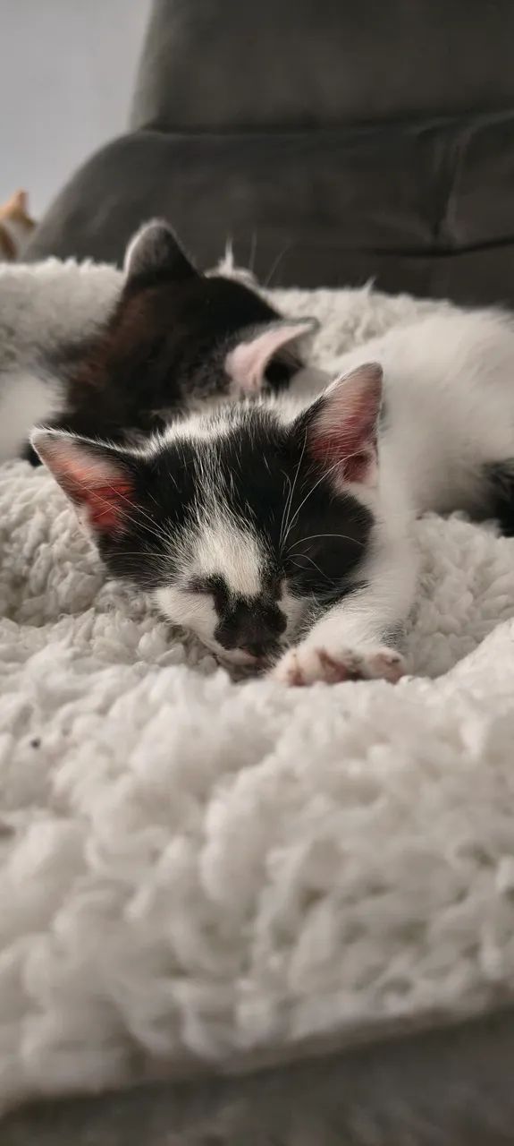 doa-se gatinhos - Foto 4