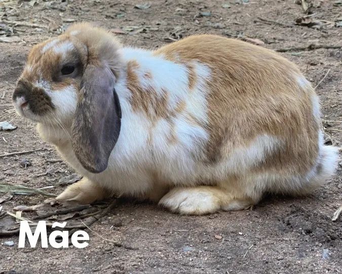 Filhote de Mini Coelho - Foto 4