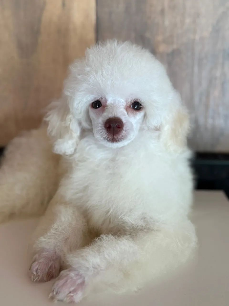 poodle  - Foto 3