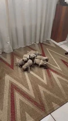 Filhotes de pug - Foto 2