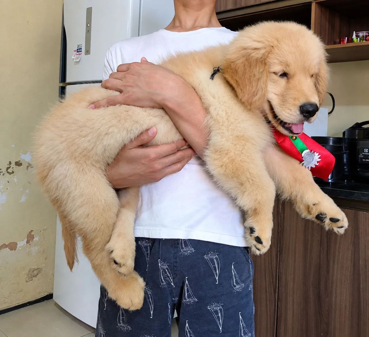 Golden Retriever Macho - Foto 3