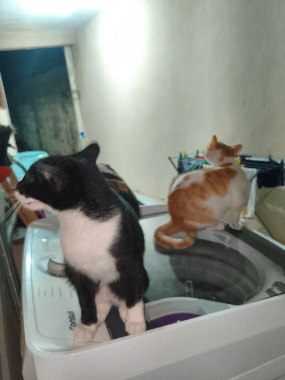 Doa-se 2 lindos gatinhos - Foto 5