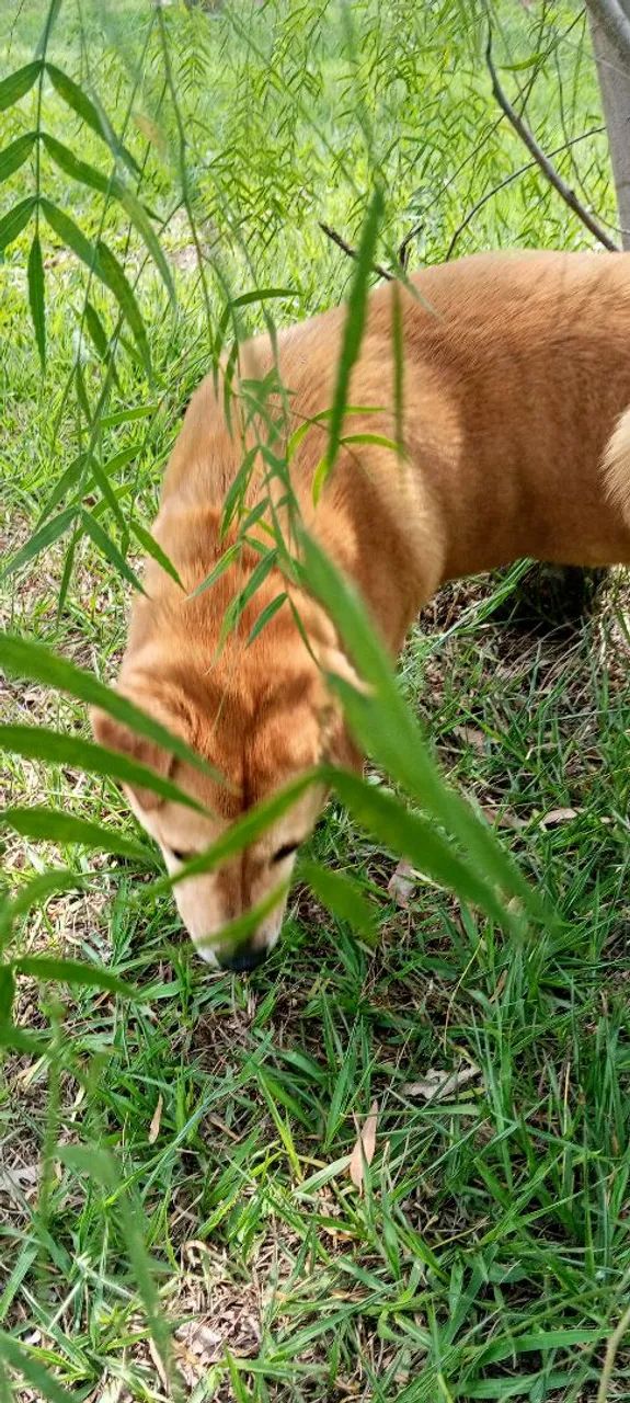 Chow Chow super protetor - Foto 4