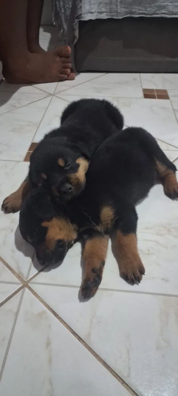 Rottweiler  - Foto 4